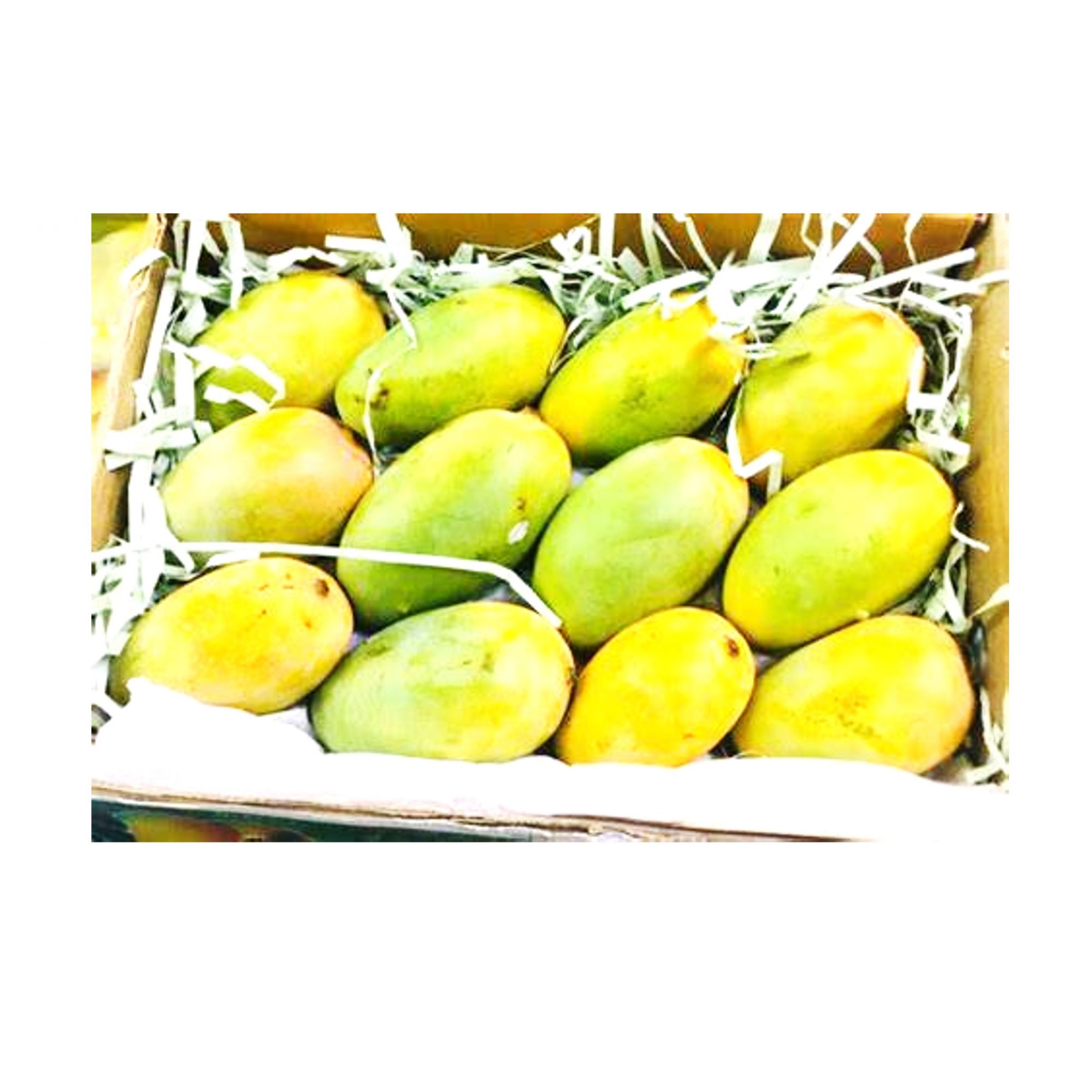 Kesar Mangoes - Box of 12