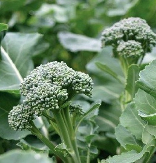 Organic Broccoli Florets - 250gm