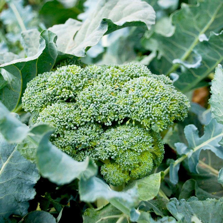 Organic Broccoli — 500g | Sulforaphane-Rich | No Synthetic Pesticides | Rootz Organics UAE