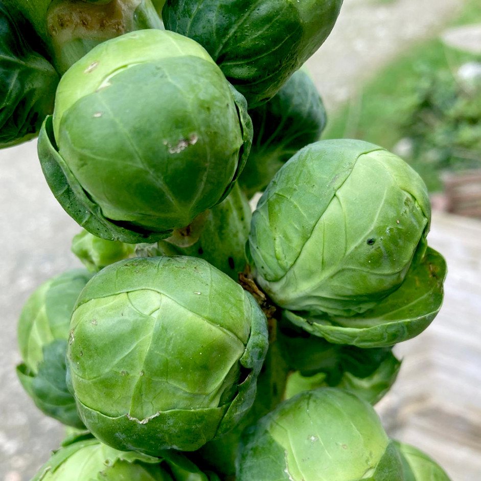 Rootz Organics Brussels Sprouts 1kg — Holland · Highest Glucosinolate Density · Roast to Transform