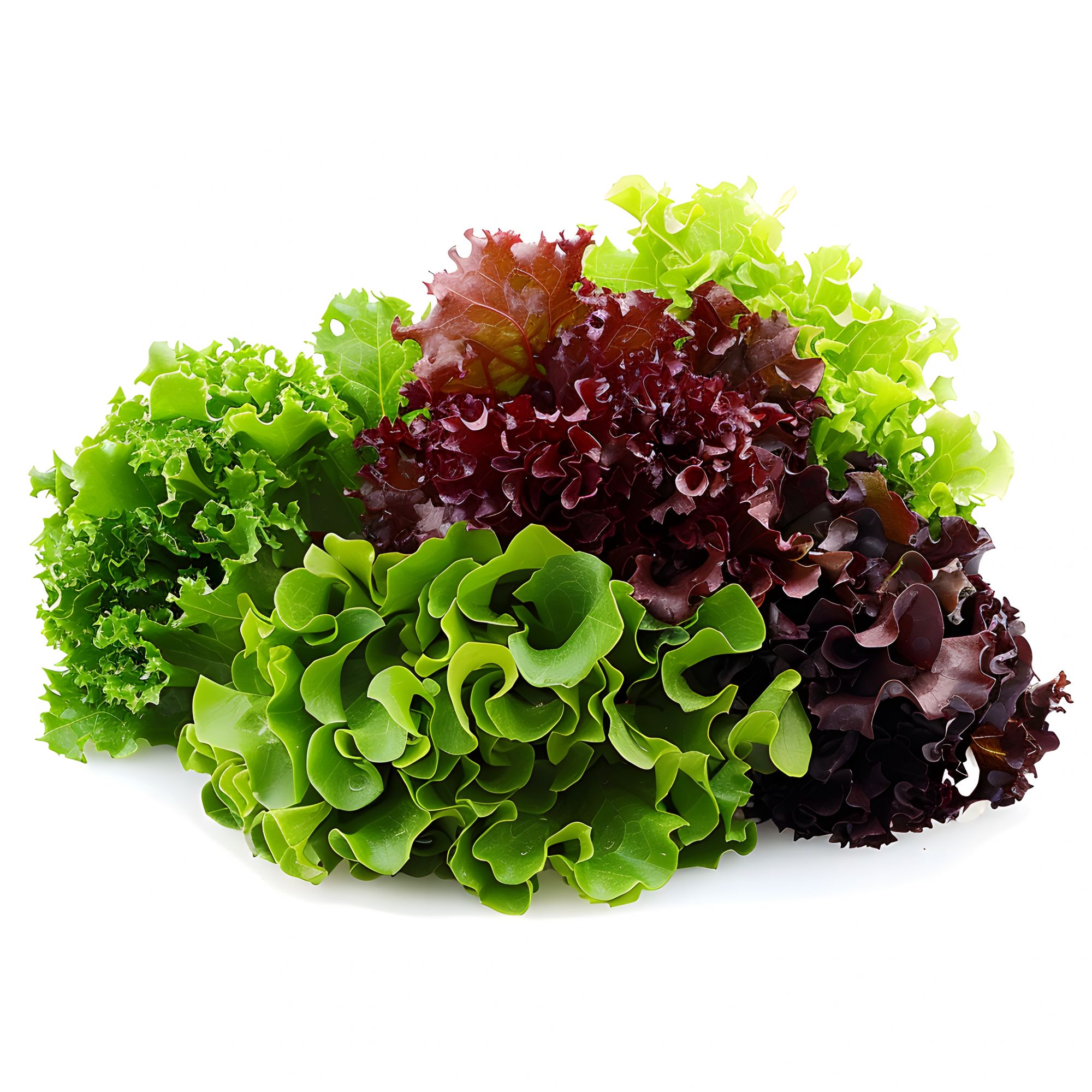 Chopped Lollo mix- 100gm pack