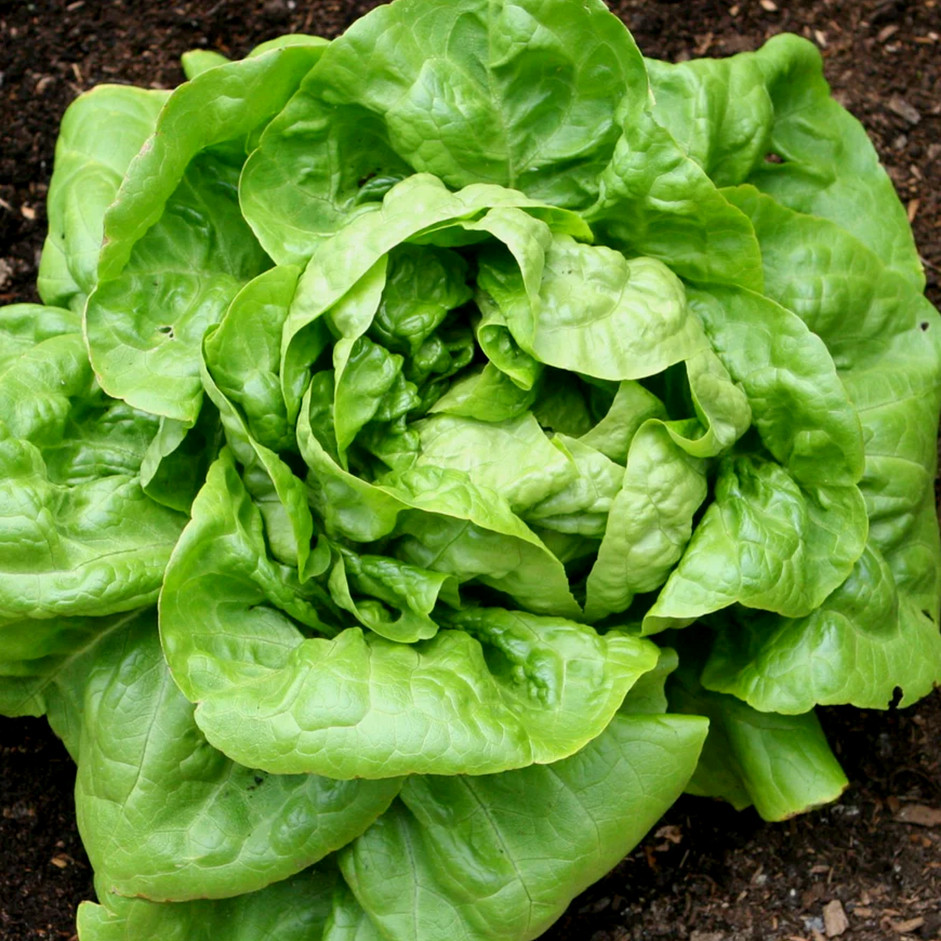 Chopped butterhead lettuce- 250gm pack