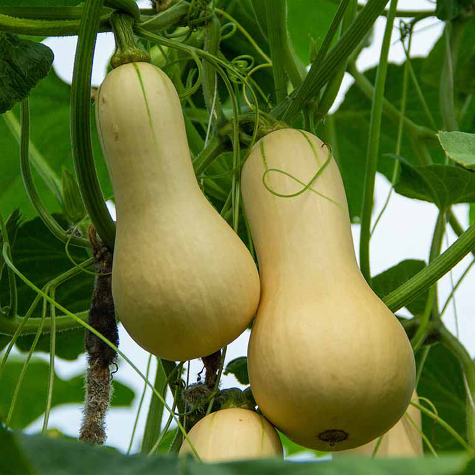 Butternut Squash 1kg