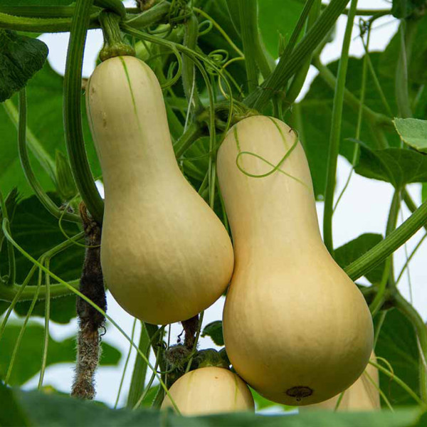 Image of Butternut Squash 1kg