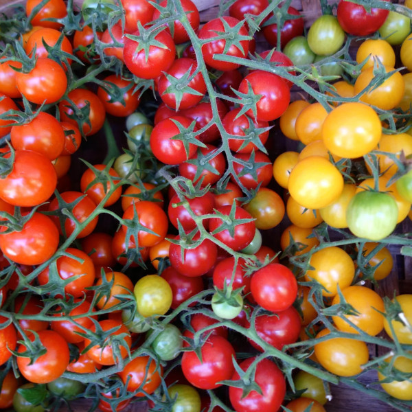 Image of CANDY TOMATO MIX - 200-250gm cup