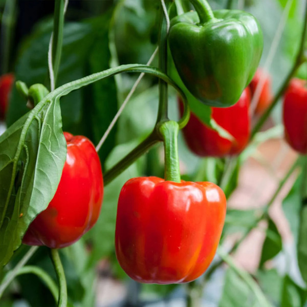Image of Capsicum Red 500g