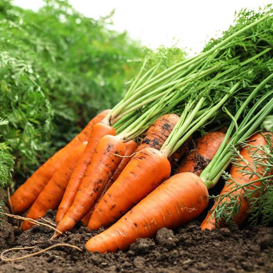 Carrot 500gm