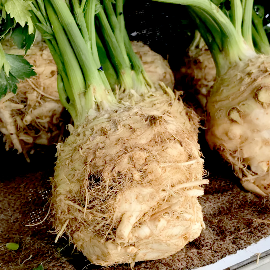 Rootz Organics Celeriac 1kg — Fresh Celery Root, Air-Flown from Italy