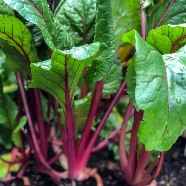 Image of Chard 100gm