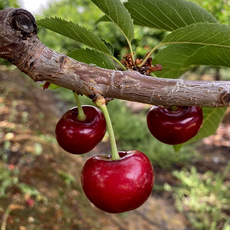 Fresh Cherries 250g – Premium Sweet & Juicy Cherries UAE