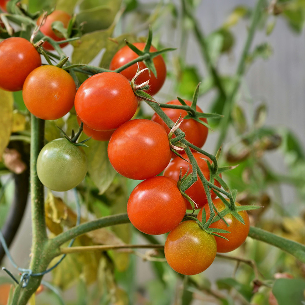 Cherry Tomato Red - 500g