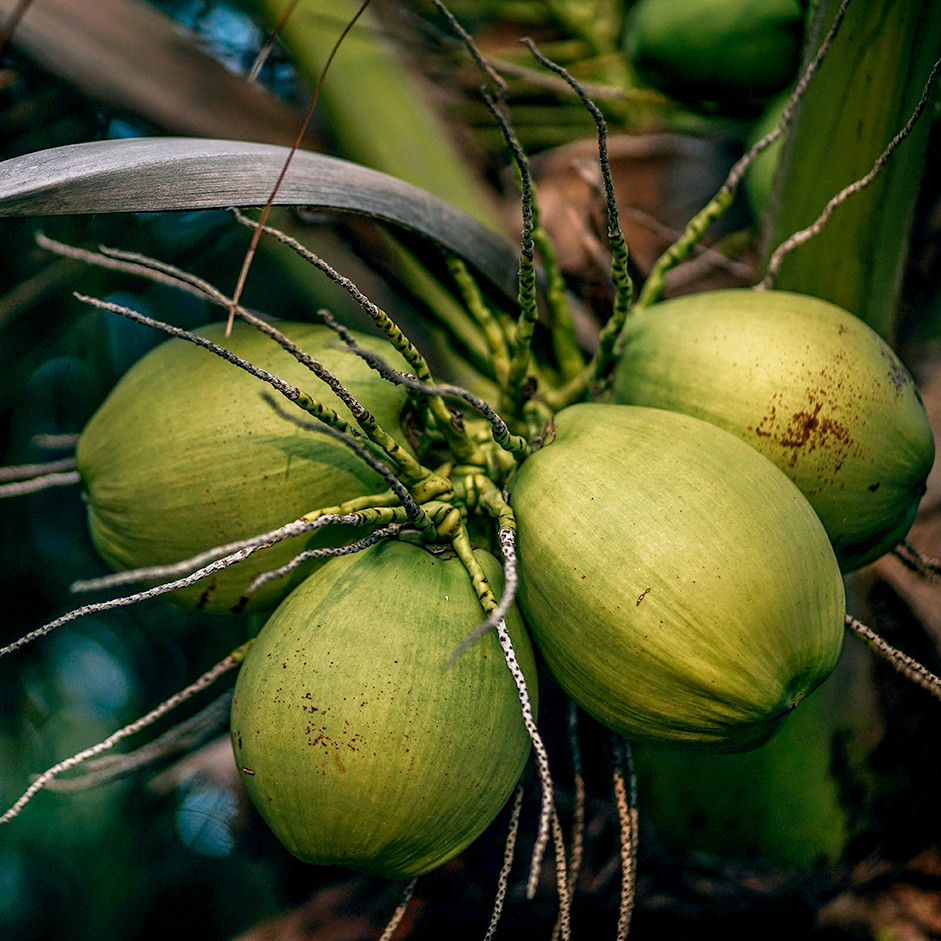 Whole Coconut 1 pc