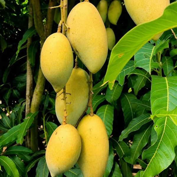Image of Premium Natural Chausa Mangoes - (Box of 12)