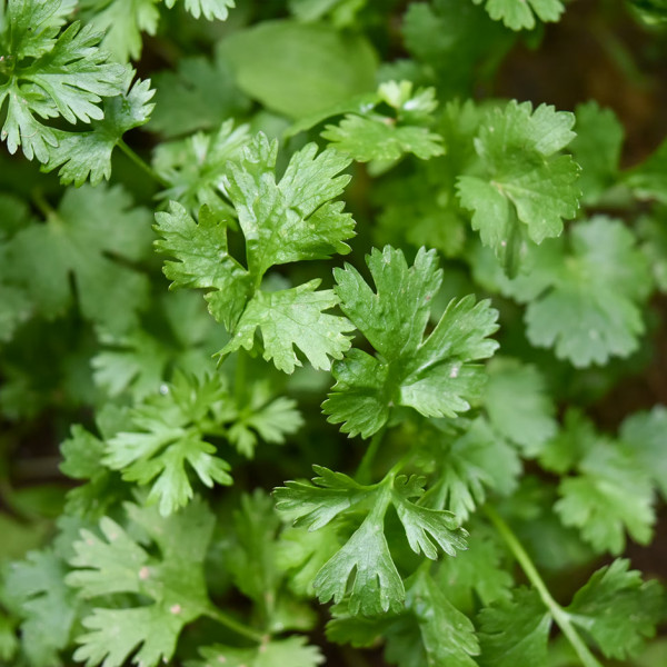 Image of Coriander Leaves 100g