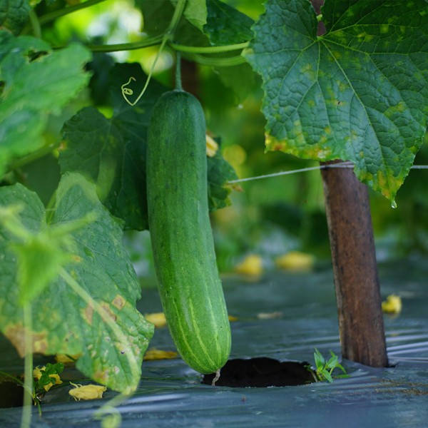 Image of 3kg Organic Cucumber