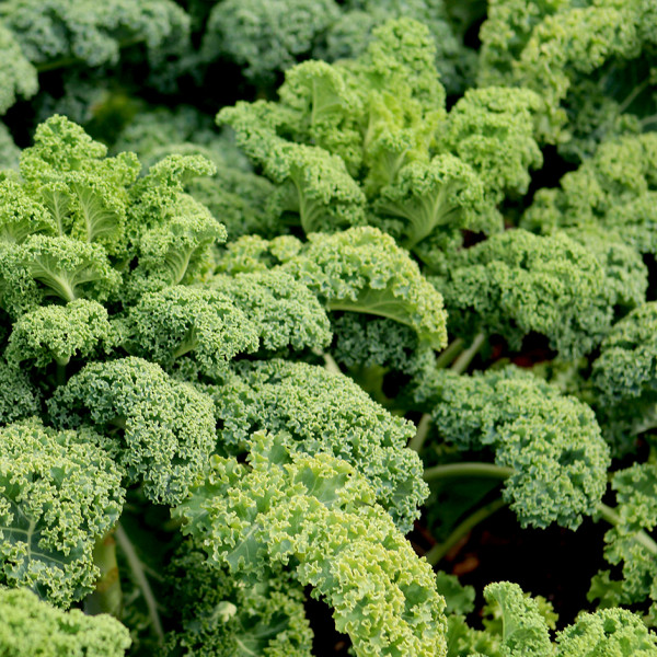 Image of Curly Kale (eco-pack)- 125gm pack (eco-pack)