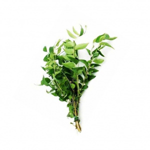 Image of Fresh Curry Leaves 1 bunch by Rootz Organics