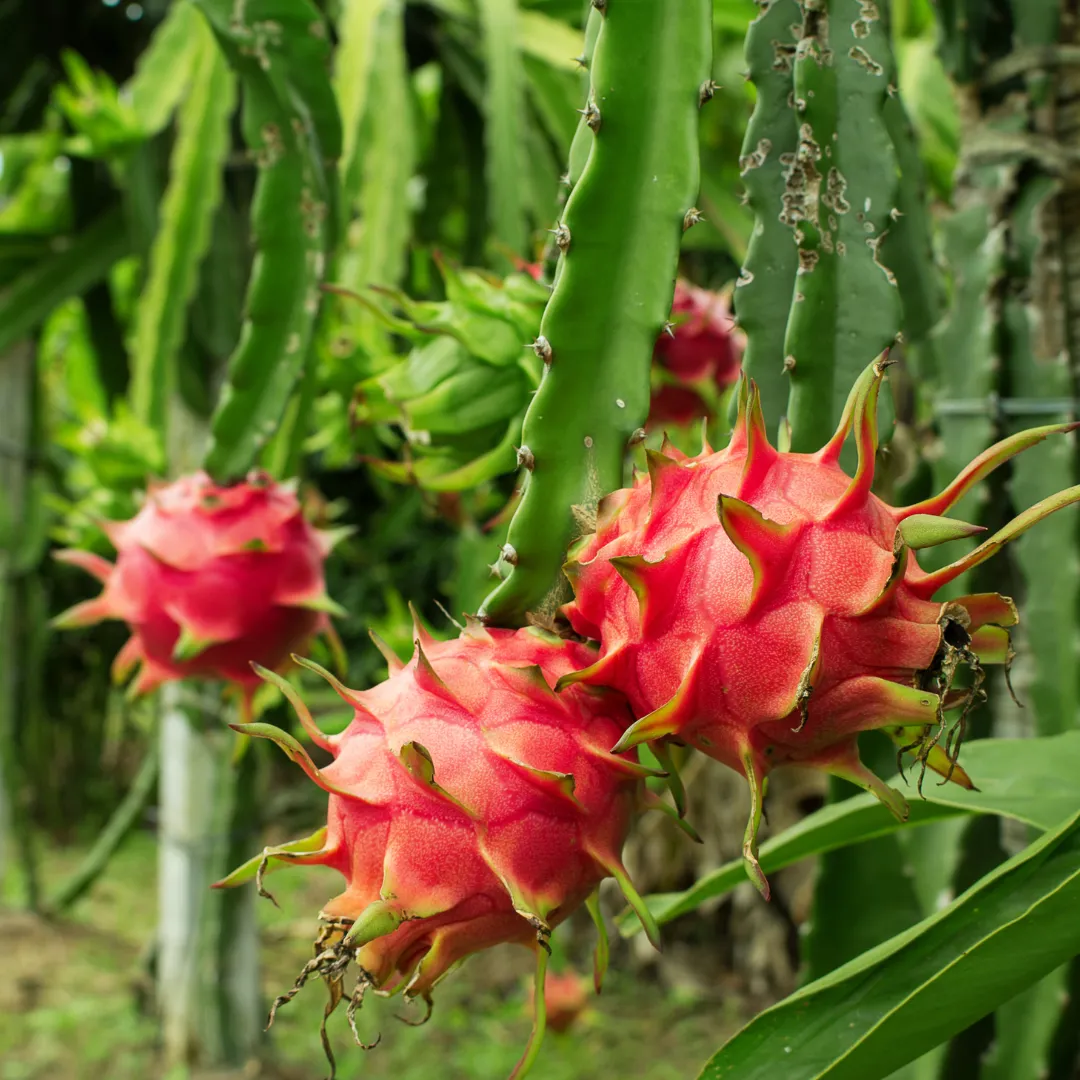 Rootz Organics Dragon Fruit (Pitaya) 350-400g — Fresh & Air-Flown from Thailand | Exotic Superfruit