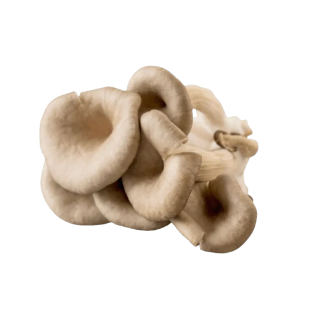 Fresh Oyster mushroom 200gm - pack of 2
