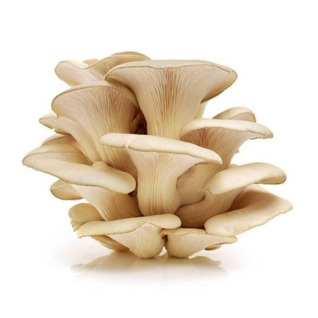 Fresh Oyster mushroom 200gm - pack of 2