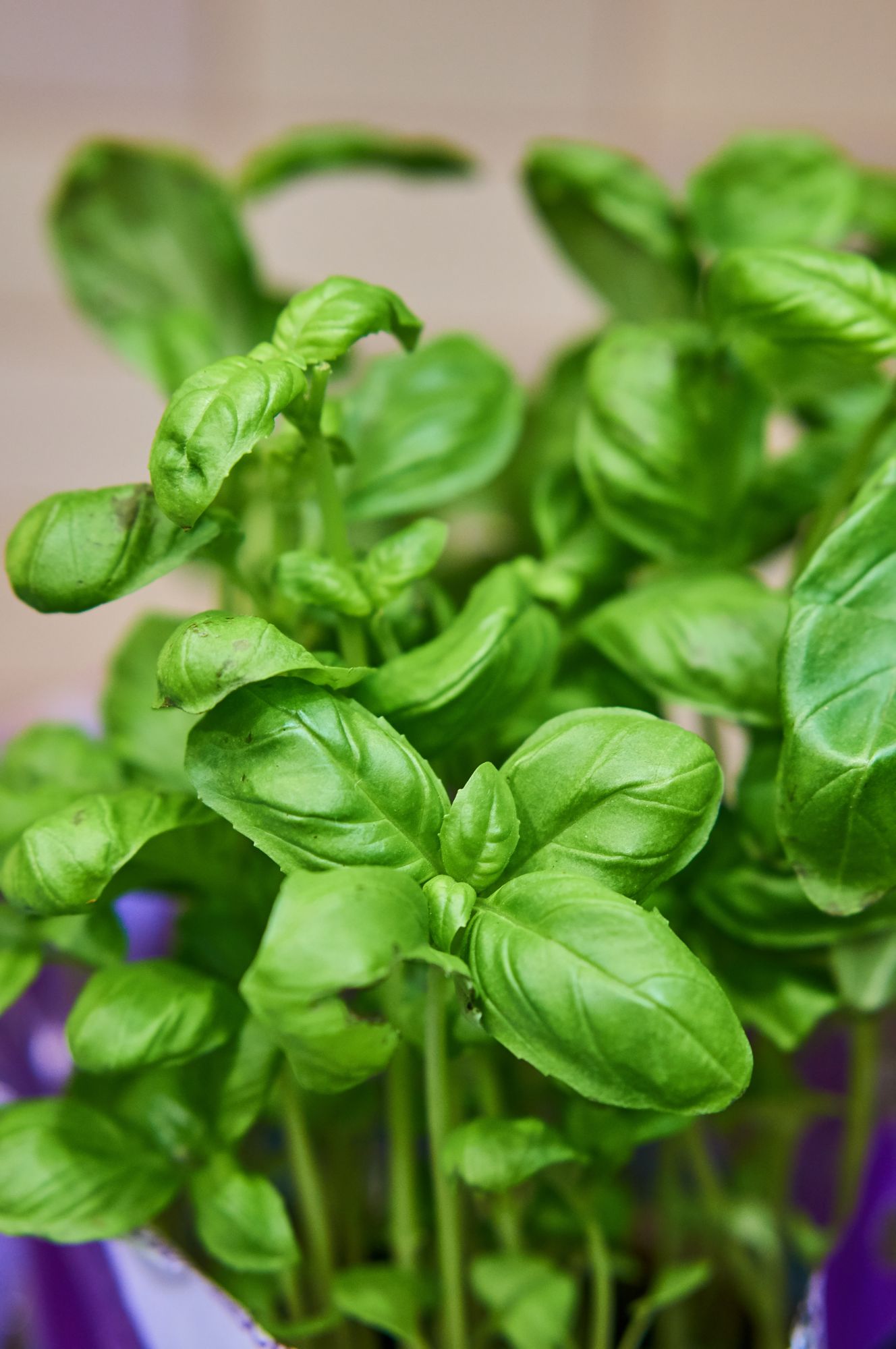 Basil leaves 500gm bundle