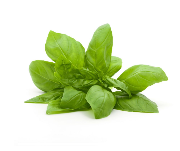 Basil leaves 500gm bundle