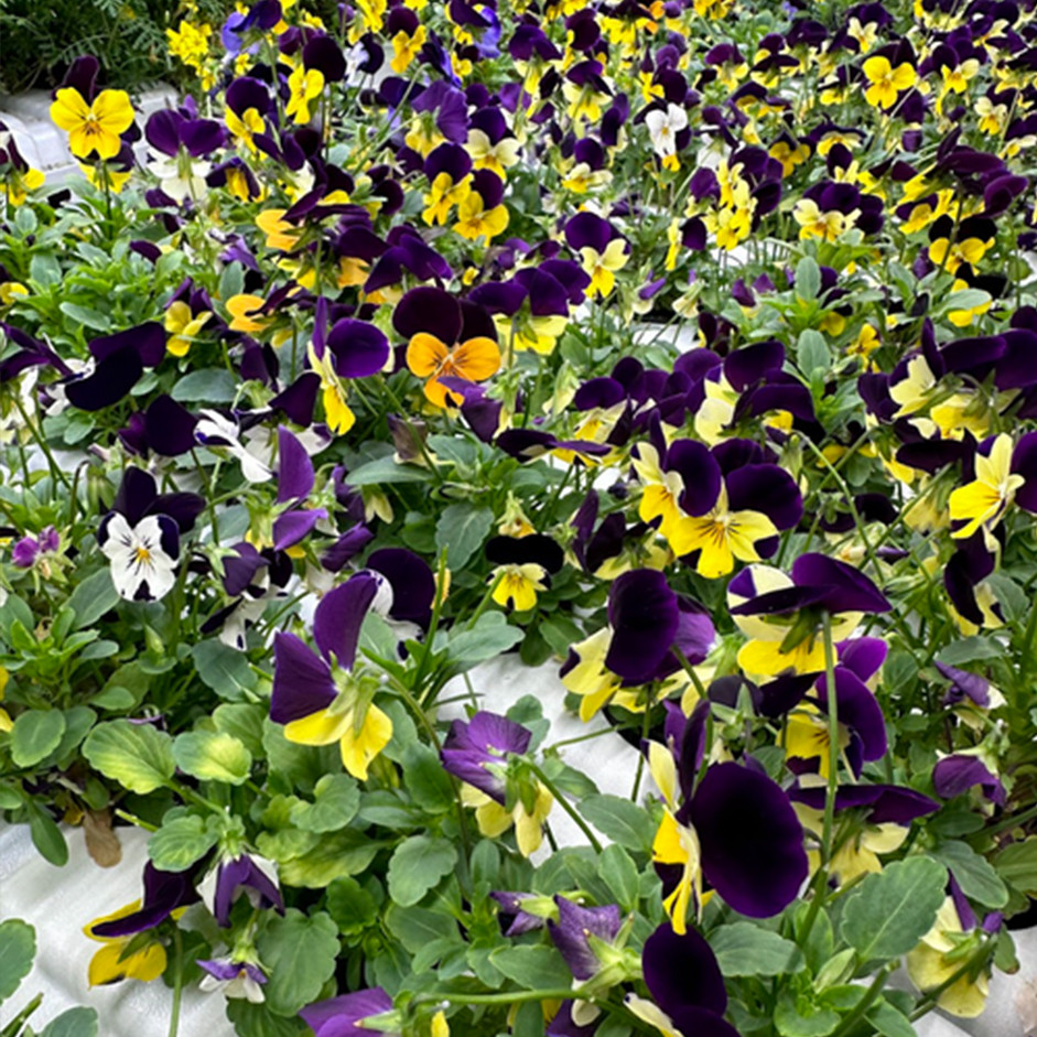 EDIBLE FLOWERS VIOLA MIX- 25 flowers pack