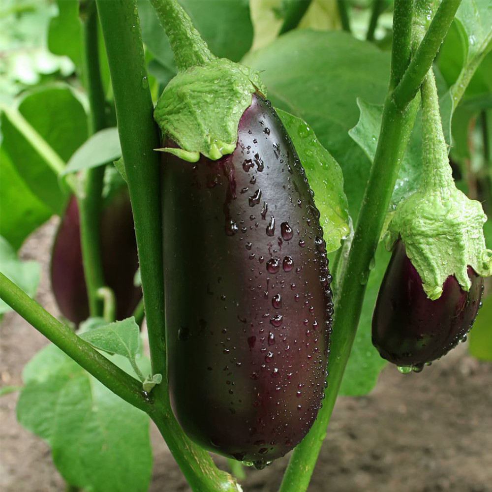 Eggplant 500g
