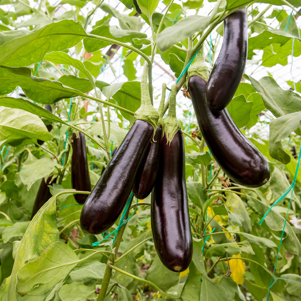 Eggplant long 500g