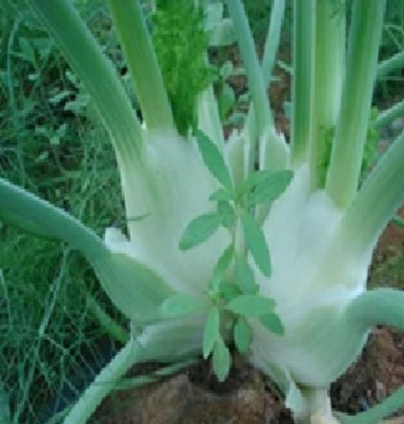 Image of Rootz Organics Fennel 250g — Fresh Anise-Scented Fennel Bulb, Air-Flown from Holland