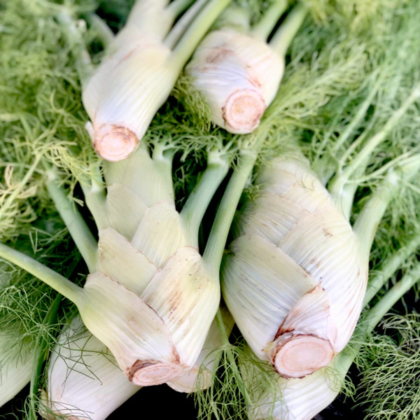Image of Rootz Organics Fennel 250g — Fresh Anise-Scented Fennel Bulb, Air-Flown from Holland