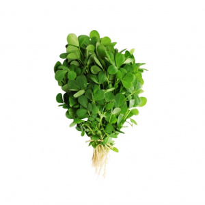 Image of Methi (Fenugreek) 100g  by Rootz Organics
