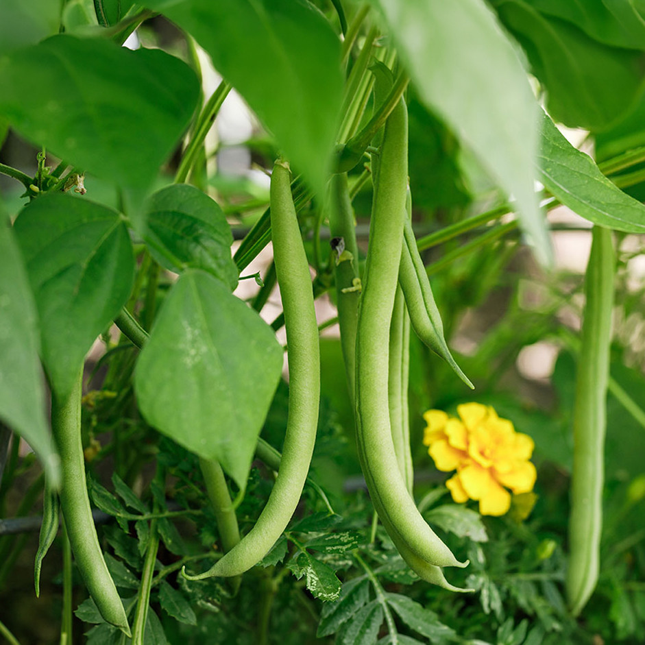 Fine Beans 250G