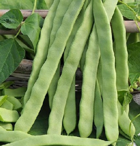 Image of Flat Beans 500g —