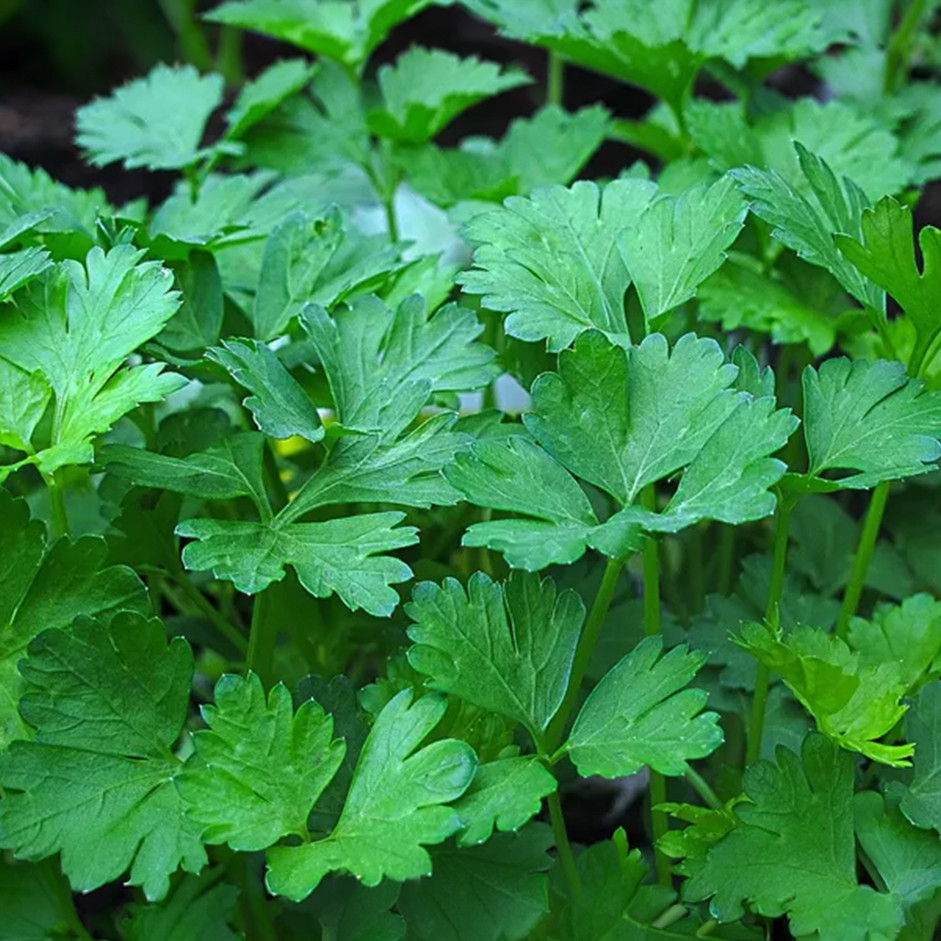 Fresh Flat-Leaf Parsley (Baqdounis) 1 bunch — Essential Herb for Tabbouleh, Salads & Grilled Dishes UAE