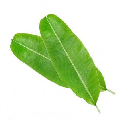 Image of Fresh banana leaves - 1 pcs by Rootz Organics