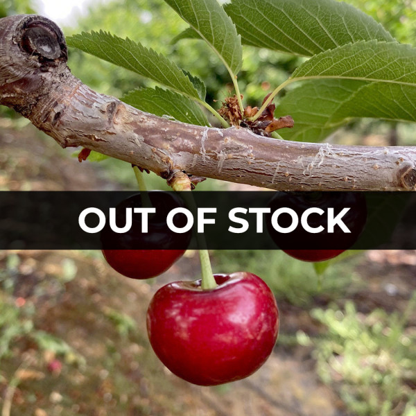 Image of Fresh Cherries 250g – Premium Sweet &amp; Juicy  Cherries UAE