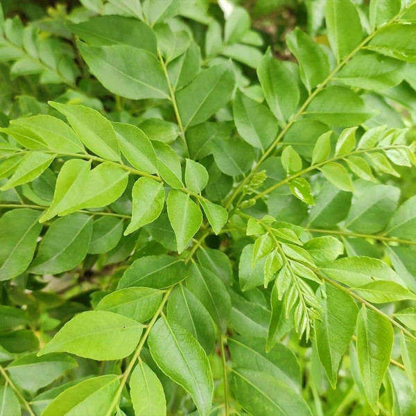 Image of Fresh Curry Leaves 1 bunch by Rootz Organics