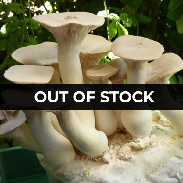 Image of Fresh King oyster mushroom  - 200gm pack