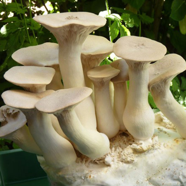 Image of Fresh King oyster mushroom  - 200gm pack