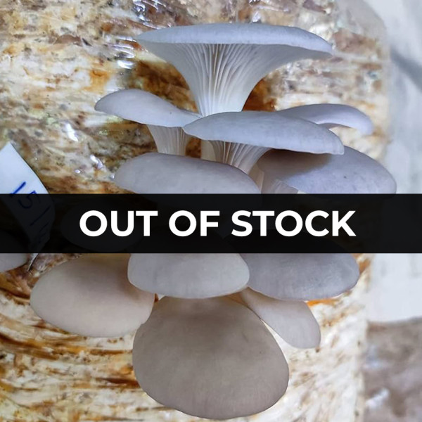 Image of Fresh Oyster mushroom 200gm