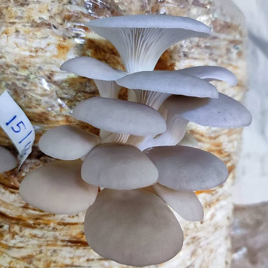 Fresh Oyster mushroom 200gm