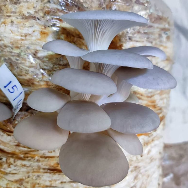Image of Fresh Oyster mushroom 200gm