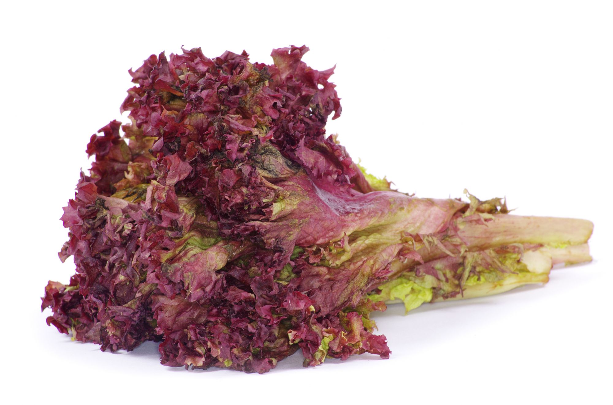 LOLLO ROSSO LETTUCE - PER HEAD