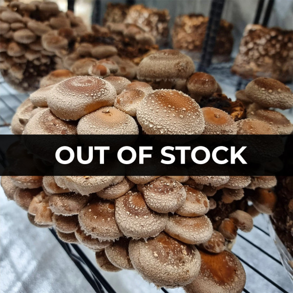 Image of Fresh Shitake Mushroom - 200gm pack