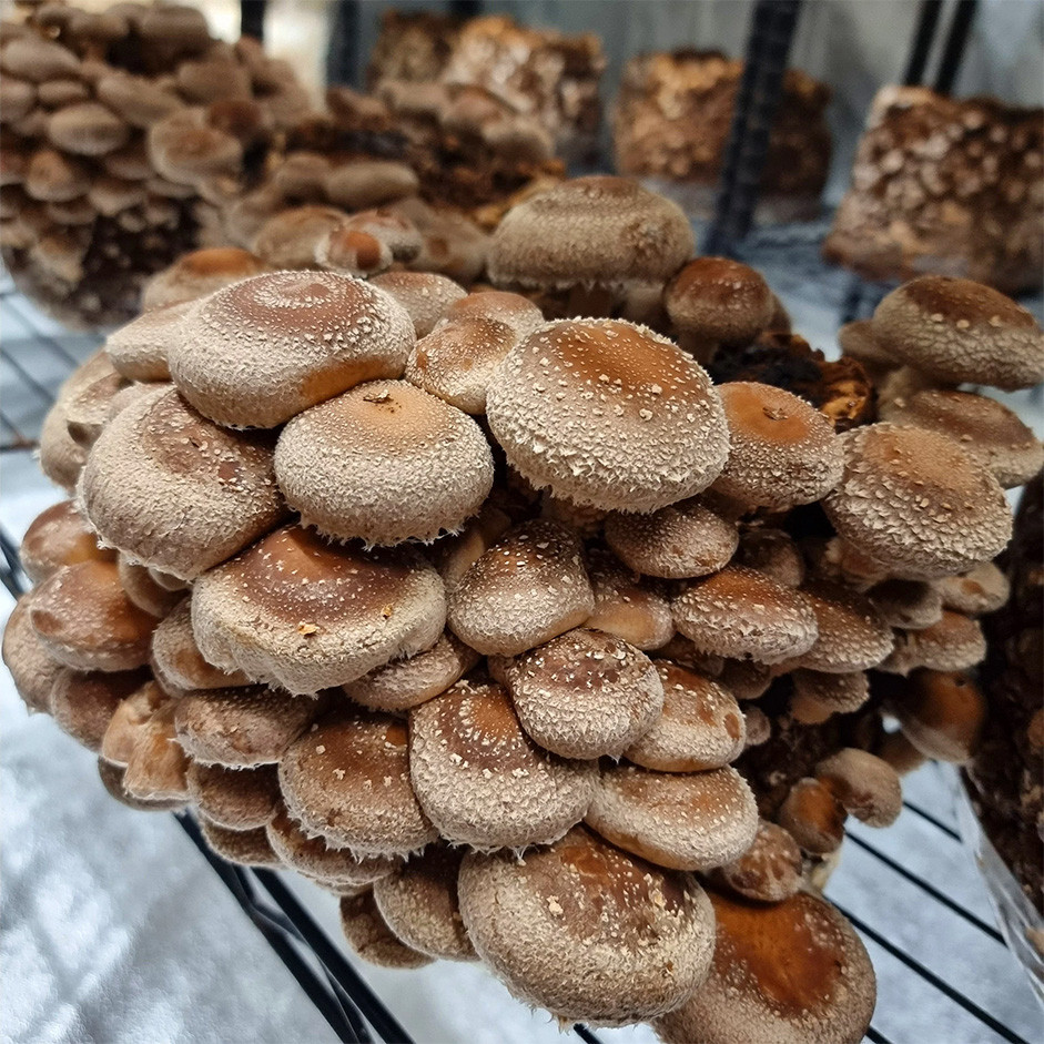 Fresh Shitake Mushroom - 200gm pack