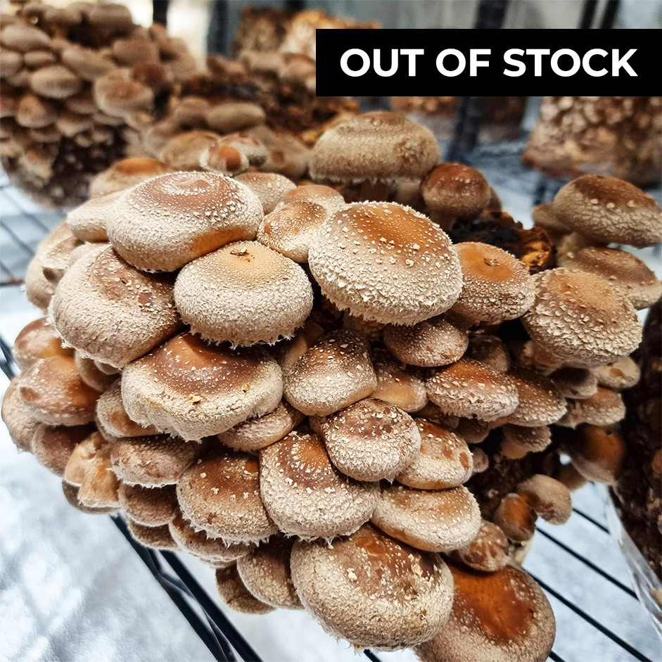 Fresh Shitake Mushroom - 200gm pack