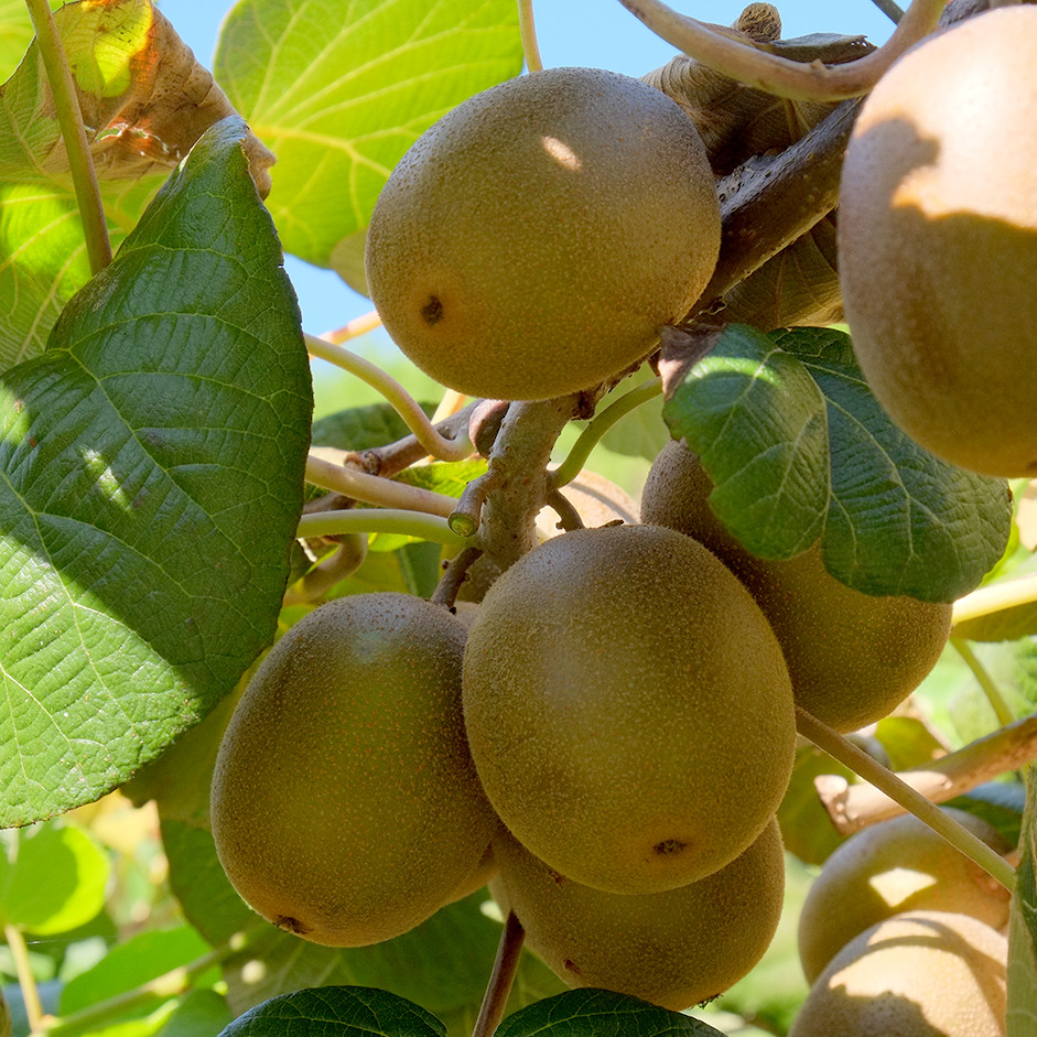 Rootz Organics Golden Kiwi 500g— Sweet Gold Kiwifruit, Air-Flown from New Zealand