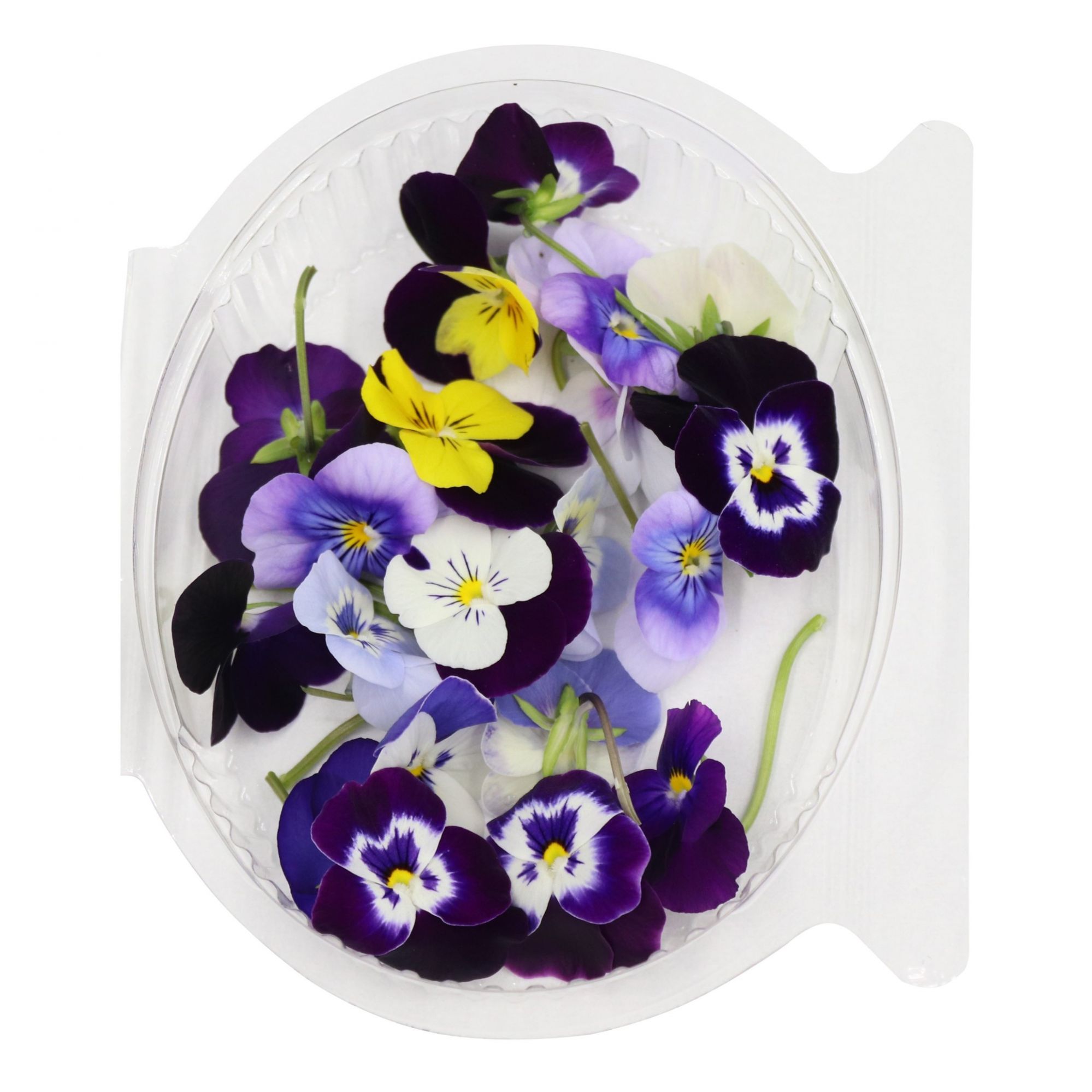 Gourmet Bloom Viola Flowers (20 pcs) Pack of - 3 by Rootz Organics