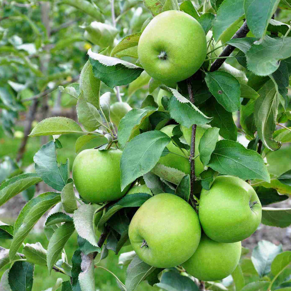 Image of Organic Apple Green 500g